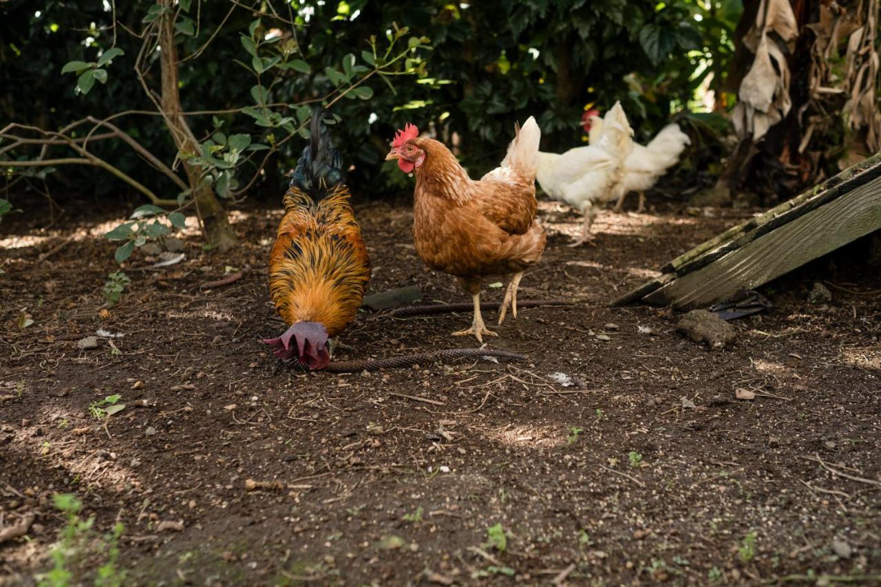 Quinta Da Casa de Férias Ponta Delgada